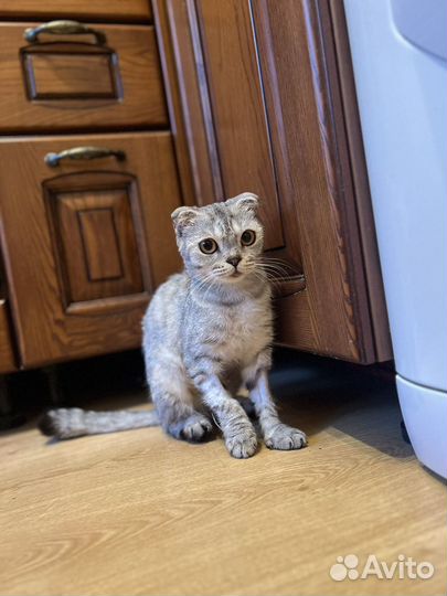 Вислоухая кошечка в доьрые руки