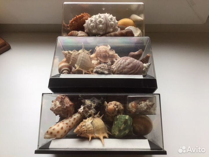 Два набора с ракушками