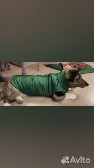 Пошив одежды для собак и кошек