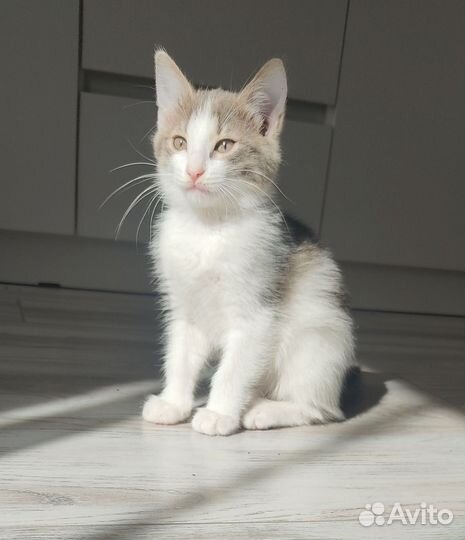 Отдам милых девочек