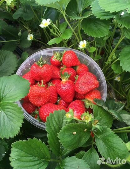 Клубника рассада