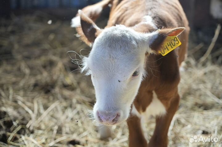 Нетель Герефорд класса класса элита и элита-рекорд