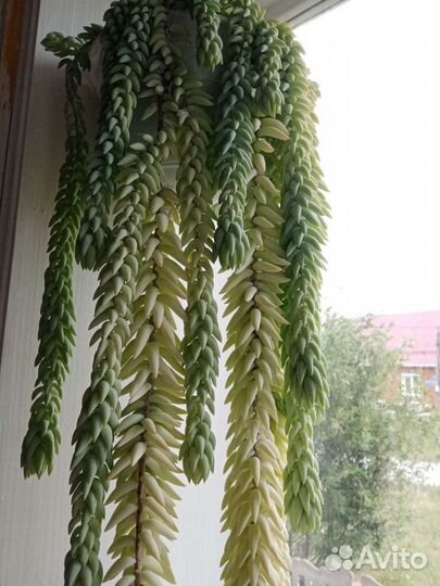 Седум Моргана