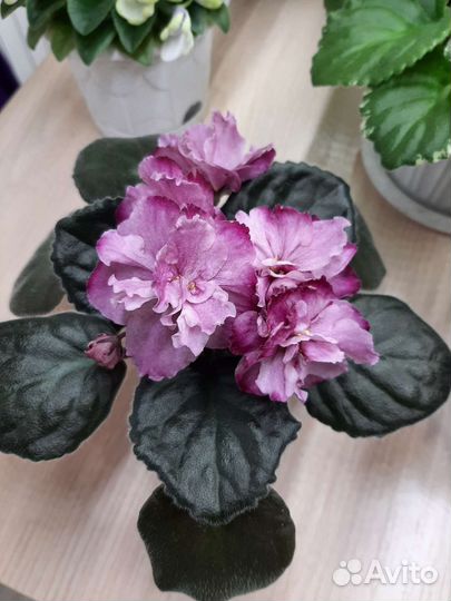 Фиалки набор