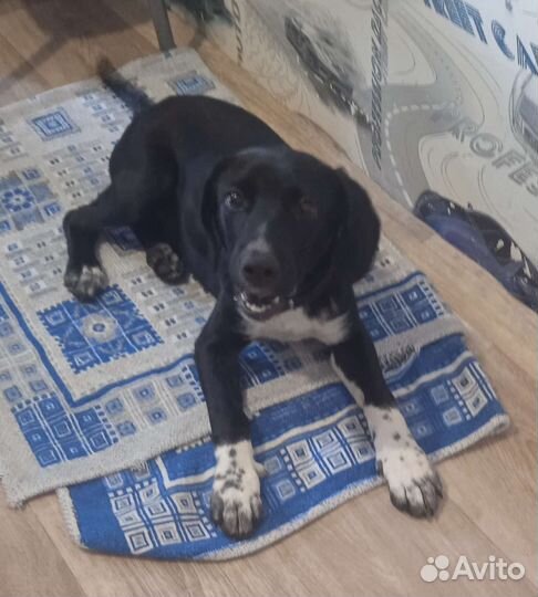 Собака в добрые руки отдам бесплатно