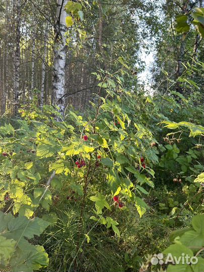 Малина лесная