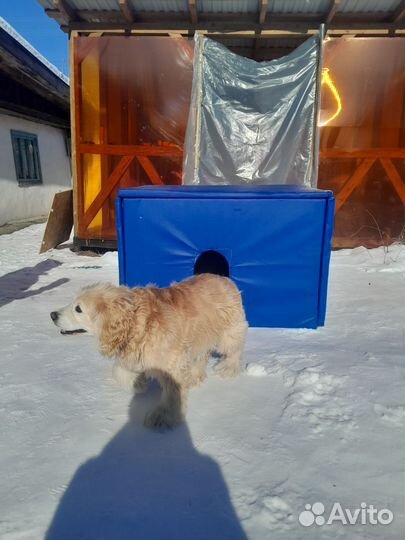 Собачья будка