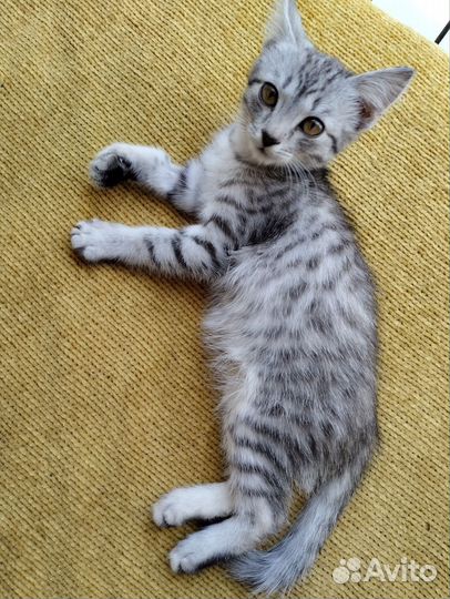 Котёнок (мальчик) в добрые руки