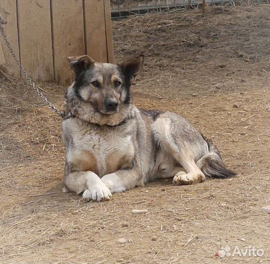 Собака в добрые руки