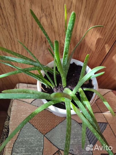 Алое вера растение