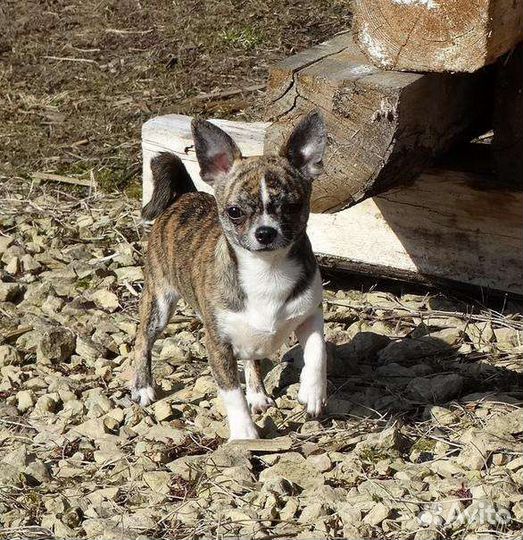 Вязка кобель чихуахуа г/ш тигр