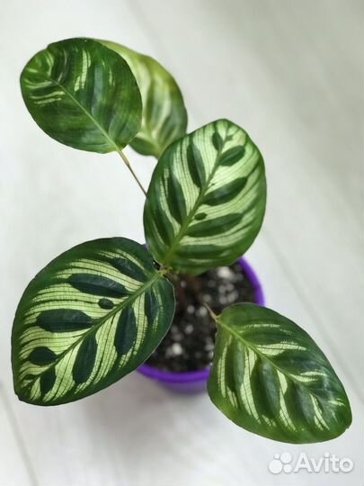 Калатея Макояна