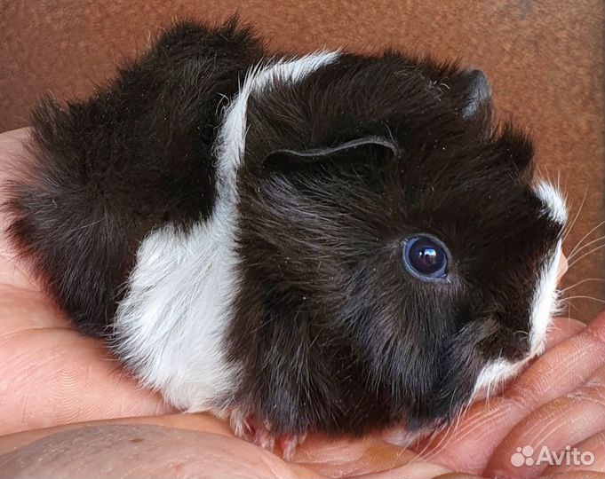 Морские свинки