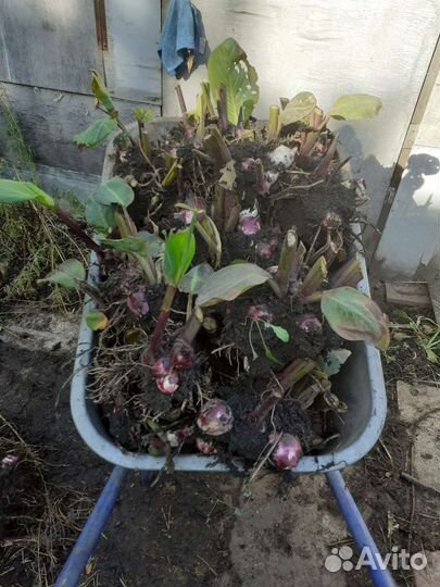 Садовые цветы и кустарники