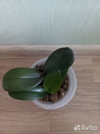 Орхидея фаленопсис