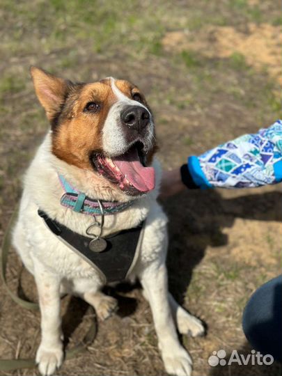 Красивая коровка пропадает в приюте