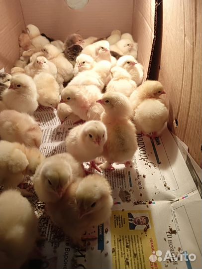 Цыплята
