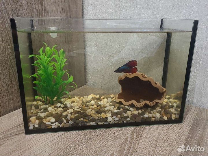 Аквариум с рыбкой