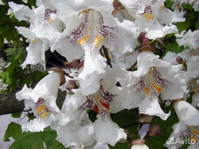 Саженцы катальпы