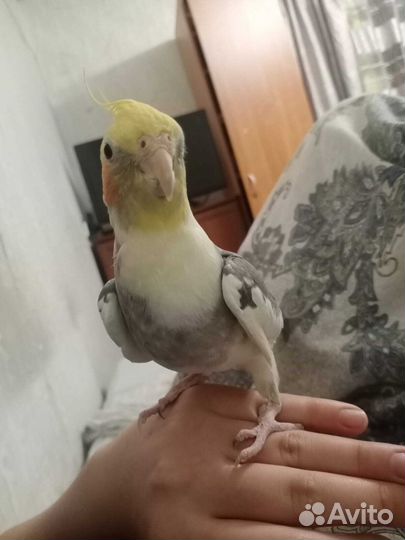 Корелла и какарик