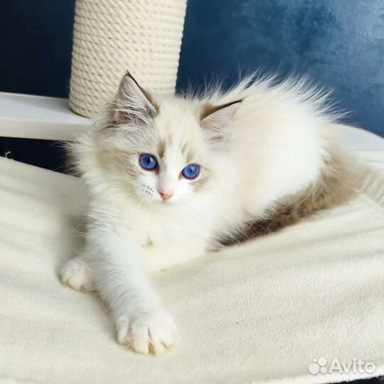 Девочка рэгдолл, Diva,в разведение