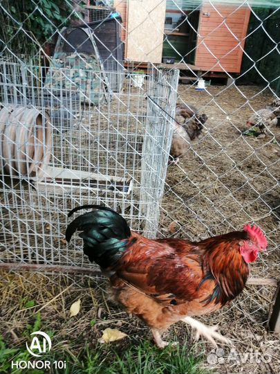 Яйцо инкубационное