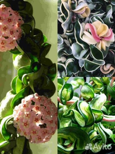 Хойя компакта вариегатная