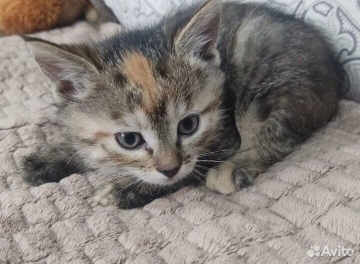 Милые котята