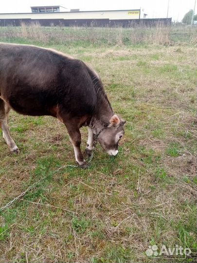 Корова Телка