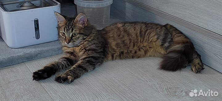 Стеша ласкуша