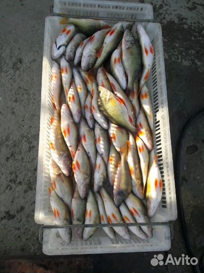 Рыба каспия живая