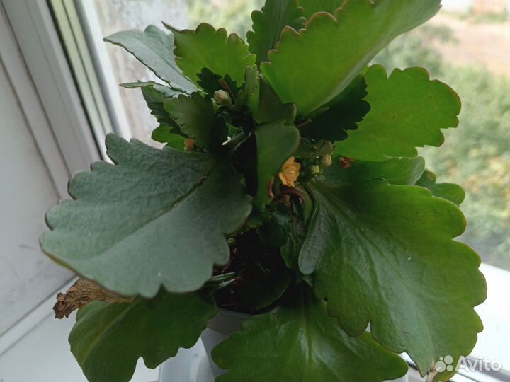 Комнатные цветы каланхоэ