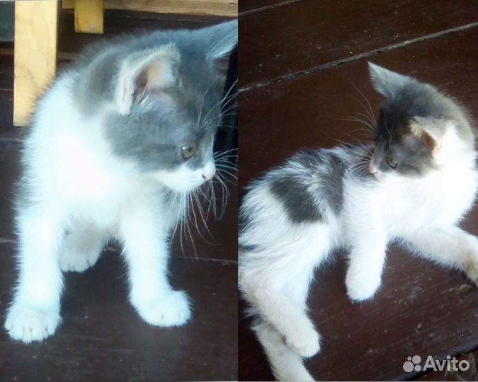 Отдам котят в добрые руки