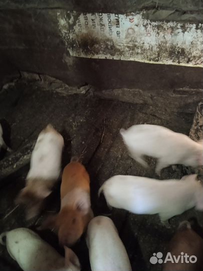 Лучше меня вы не найдете