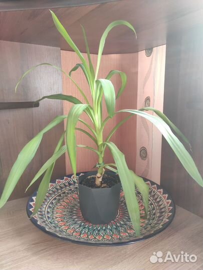 Юкка слоновая