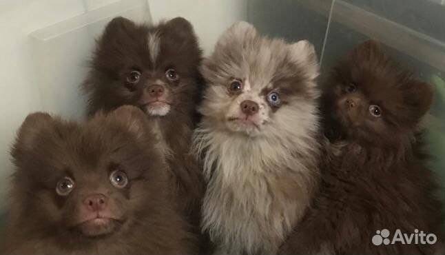 Маша и медведи -шпицы шоколадные ми-ми-мишки