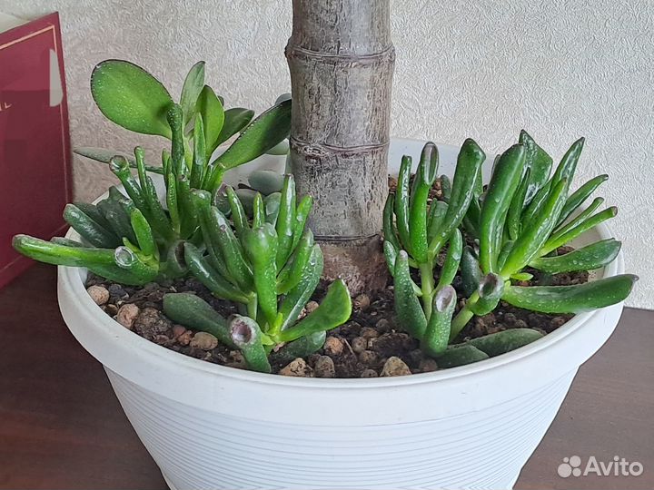 Крассула, Сансевиерия