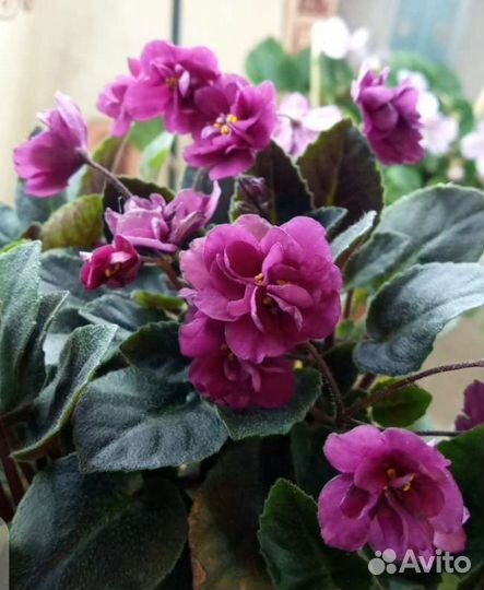 Черенки,листики мини фиалок