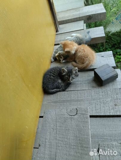 Отдам в добрые руки