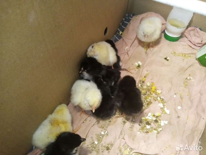 Петухи большие цыплята джерсийский гигант