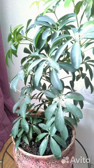 Шеффлера молодое растение