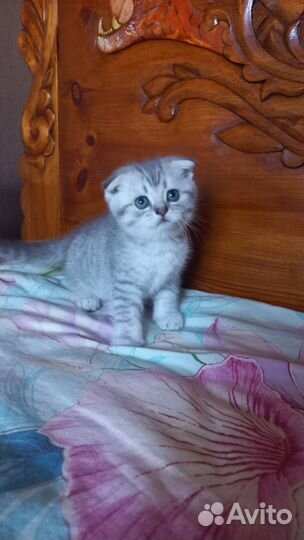 Вислоухие котики