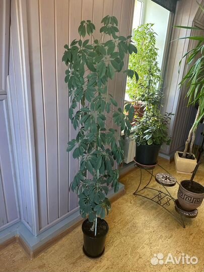 Шефлера Герта