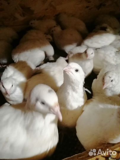 Перепела Техасские утяжеленные, разведение и мясо