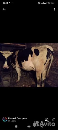 Корова высокоудойная