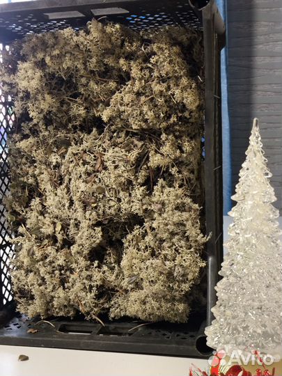 Мох ягель сухой