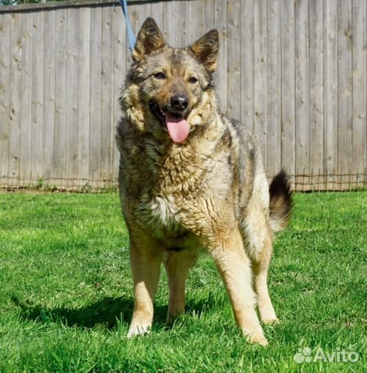 Собака Гермиона в добрые руки