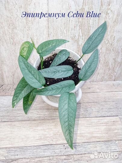 Эпипремнум,сциндапсус