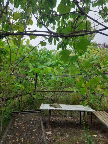 Участок 10,5 сот. (ИЖС)