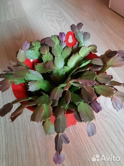 Кактусы, суккуленты